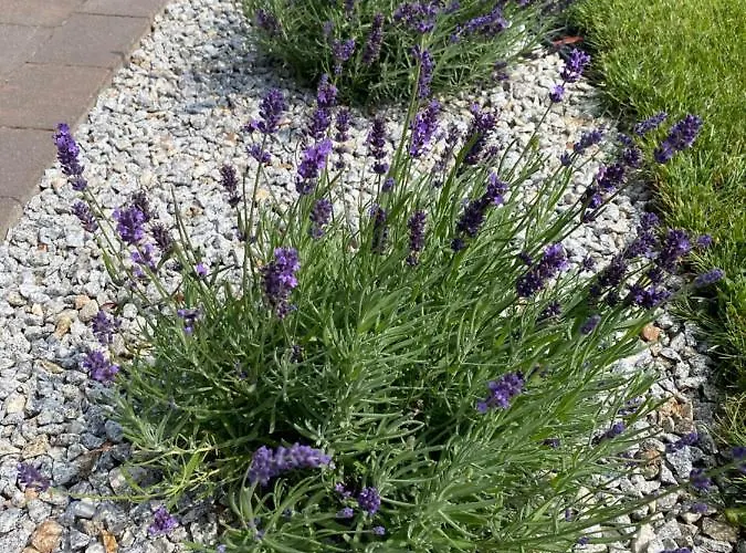 Дом отдыха Pod Morskimi Klonami Копалино